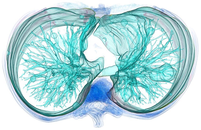 Rendering: Lungs